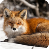 com.fox.wallpaper.foxdulalwallpaper