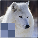 com.msmg.realanimalsmemory