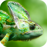 com.altland.lizard