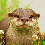com.wildlife.otter
