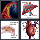 com.Healthtipsbd.allblooddesoder