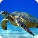 com.wallpapertortoisewallpaper.wallpaperhd