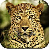 com.Newcheetahwallpaperhd.Leopardwallpaper.leopardblackground.cheetahimage