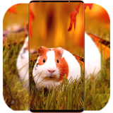 com.GuineaPigWallpaper.pigwallpaper.animalwallpaper.background