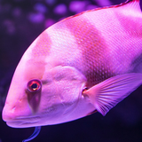 com.aquariumwallpaperss.aquarium