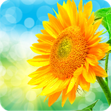 com.fastcoder.sunflowergrowing