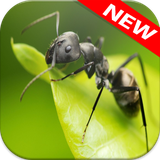 com.animalwallpaper.ant