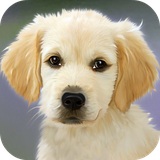 com.leafgreen.puppy