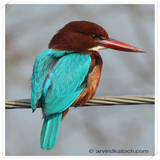 com.arvindkatoch.indianbirds