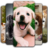 com.puppy.wallpaper.cute.puppies.wallpapers.dogs.backgrounds.free.offline.wallpaper