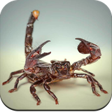 com.hd.Scorpionwallpaper.Scorpionimages.nicewallpaper