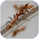 hibay.kashmanmorchebodam