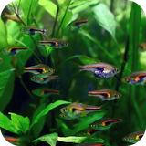 aquarium3d.fundo3d.com