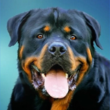 com.wallpaper.wallpapers.RottweilersDogWallpapersandBackgrounds