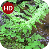 ir.hmh.PeaceLiveWallpaper_4