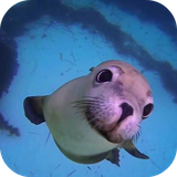 sealifehd.ihs.com