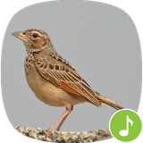 io.appp.sounds.Lark_bird