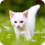 com.wallpaper.cutekittenwallpaper.wallpaperhd
