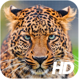 team.developer.leopardwallpaper