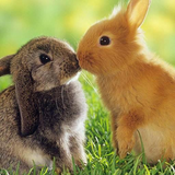 com.myapp.Rabbit.WallpaperHD