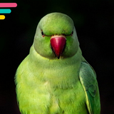 com.parrot.saozerapp