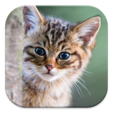 com.animal.walppapers.aovmwdgysxpswxgcx