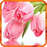 com.HnSoft.TulipLWP3D