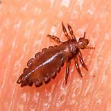 ir.shepesh.kosh.tazmene.d