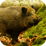 com.leafgreen.wildboar