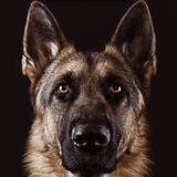 com.sakuragiice.germansheperdwallpaper