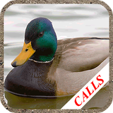 com.valander.duckcall