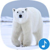 io.appp.sounds.polar_bear