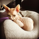 com.Devon.Rex.wallpapers.backgrounds_0001