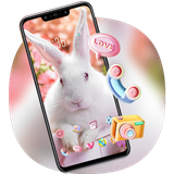 theme.flower.plant.rose.flowers.white.rabbit.spirit.wallpaper