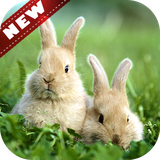 com.animalwallpaper.Rabbit
