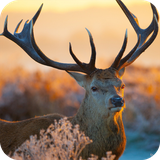 com.DeerWallpaper.deer.background.wallpaper
