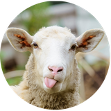 ir.rezabahrami.sheep