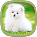 com.wiz.cutepuppywallpapers