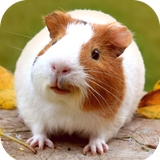 com.Guineapig.wallpaper.animalewallpaper.pigwallpaper.cuteanimal