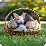 com.techwall.CuteRabbit