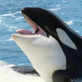 faoz.whale