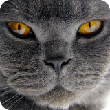com.wallpaper.zhilin.cat
