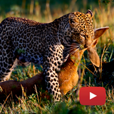 com.wildanimal.documentaryonline