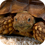 com.mclwp.seaturtle3dvideo