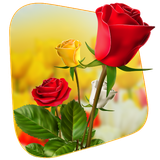 com.appbasic.Flower360DegreesLiveWallpaper