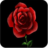 com.iKrishh.Rossesi.Giiifff