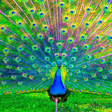 com.HnSoft.PeacockLWP3D