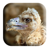 com.kikaapps.vulturesounds