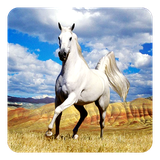com.HorseLiveWallpaperHD