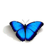 com.bigmax.butterfly